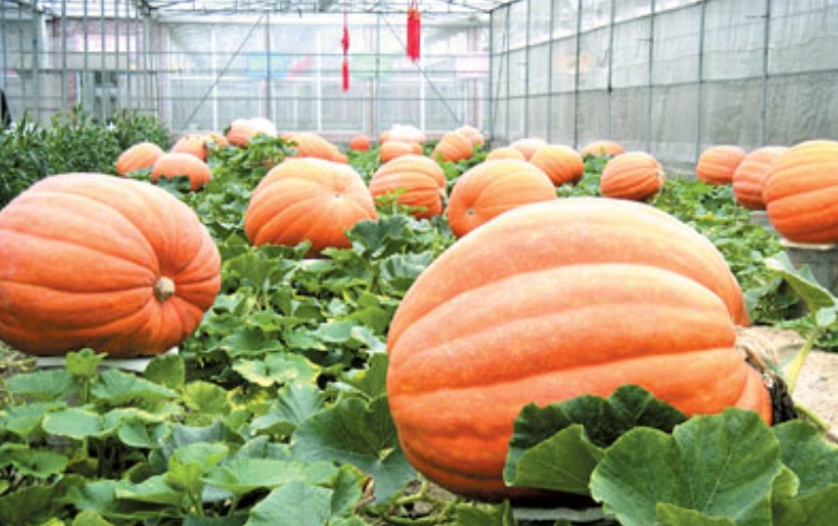 Pumpkin Seed Big Max